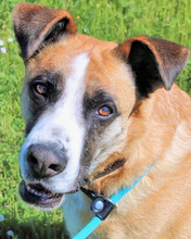 BOBBIE, Hund, Mischlingshund in Italien - Bild 24