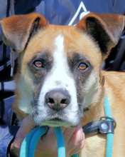 BOBBIE, Hund, Mischlingshund in Italien - Bild 25