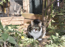 SHON, Katze, Hauskatze in Bulgarien - Bild 1