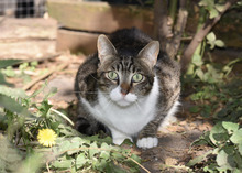 SHON, Katze, Hauskatze in Bulgarien - Bild 2