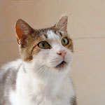 PACCO, Katze, Hauskatze in Bulgarien - Bild 2