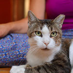 PACCO, Katze, Hauskatze in Bulgarien - Bild 3