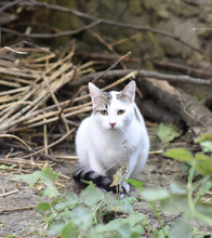 BELLA, Katze, Hauskatze in Bulgarien - Bild 1