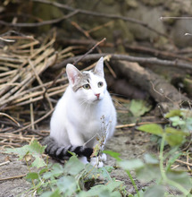 BELLA, Katze, Hauskatze in Bulgarien - Bild 2