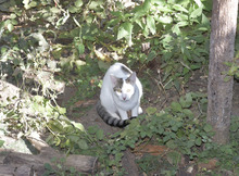 BELLA, Katze, Hauskatze in Bulgarien - Bild 3