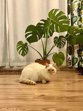 DORA, Katze, Hauskatze in Bulgarien - Bild 2