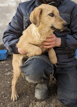 LONDON, Hund, Mischlingshund in Rumänien - Bild 2