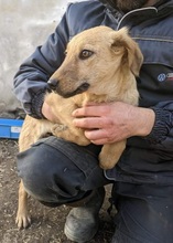 LONDON, Hund, Mischlingshund in Rumänien - Bild 4
