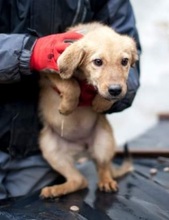 LONDON, Hund, Mischlingshund in Rumänien - Bild 6