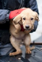LONDON, Hund, Mischlingshund in Rumänien - Bild 7