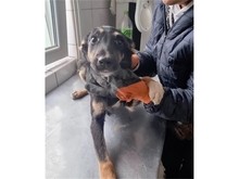 MELINA, Hund, Mischlingshund in Rumänien - Bild 2