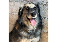 LINGA, Hund, Mischlingshund in Rumänien - Bild 1