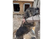 LINGA, Hund, Mischlingshund in Rumänien - Bild 10