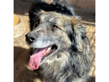 LINGA, Hund, Mischlingshund in Rumänien - Bild 2