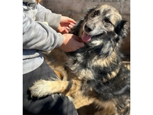 LINGA, Hund, Mischlingshund in Rumänien - Bild 3