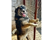 LINGA, Hund, Mischlingshund in Rumänien - Bild 4