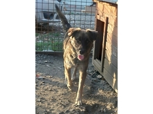 LINGA, Hund, Mischlingshund in Rumänien - Bild 8