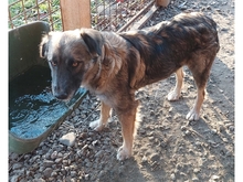 LINGA, Hund, Mischlingshund in Rumänien - Bild 9