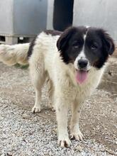 CORA, Hund, Mischlingshund in Griechenland - Bild 5
