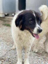 CORA, Hund, Mischlingshund in Griechenland - Bild 8