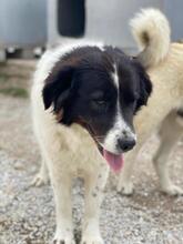 CORA, Hund, Mischlingshund in Griechenland - Bild 9