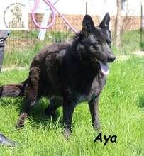 AYA, Hund, Mischlingshund in Bosnien und Herzegowina - Bild 1