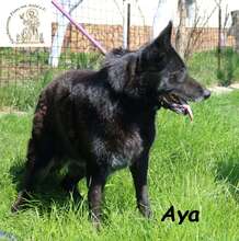 AYA, Hund, Mischlingshund in Bosnien und Herzegowina - Bild 2