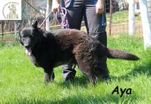 AYA, Hund, Mischlingshund in Bosnien und Herzegowina - Bild 3