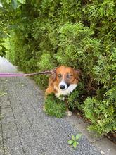 ARTEK, Hund, Mischlingshund in Dannstadt-Schauernheim - Bild 6
