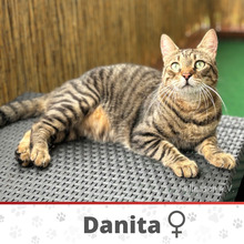 DANITA, Katze, Europäisch Kurzhaar-Mix in Hamburg - Bild 1