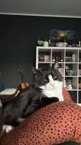 DANITA, Katze, Europäisch Kurzhaar-Mix in Hamburg - Bild 10