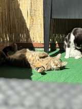 DANITA, Katze, Europäisch Kurzhaar-Mix in Hamburg - Bild 11