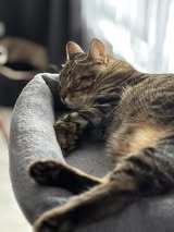 DANITA, Katze, Europäisch Kurzhaar-Mix in Hamburg - Bild 12