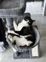 DANITA, Katze, Europäisch Kurzhaar-Mix in Hamburg - Bild 13
