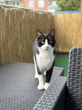 DANITA, Katze, Europäisch Kurzhaar-Mix in Hamburg - Bild 6