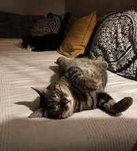 DANITA, Katze, Europäisch Kurzhaar-Mix in Hamburg - Bild 9