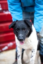 BONITO, Hund, Mischlingshund in Rumänien - Bild 1