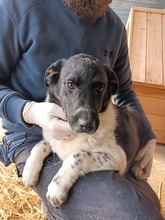 BONITO, Hund, Mischlingshund in Rumänien - Bild 2