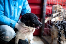 BONITO, Hund, Mischlingshund in Rumänien - Bild 3