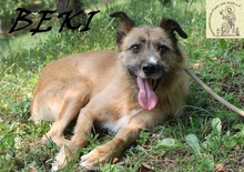 BEKI, Hund, Mischlingshund in Bosnien und Herzegowina - Bild 1