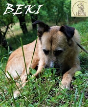 BEKI, Hund, Mischlingshund in Bosnien und Herzegowina - Bild 2