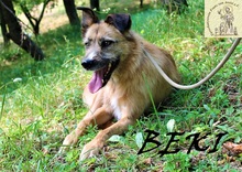 BEKI, Hund, Mischlingshund in Bosnien und Herzegowina - Bild 3
