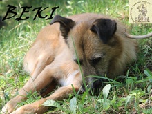 BEKI, Hund, Mischlingshund in Bosnien und Herzegowina - Bild 4