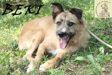 BEKI, Hund, Mischlingshund in Bosnien und Herzegowina - Bild 5