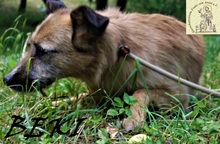 BEKI, Hund, Mischlingshund in Bosnien und Herzegowina - Bild 6
