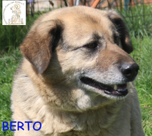 BERTO, Hund, Mischlingshund in Bosnien und Herzegowina - Bild 2
