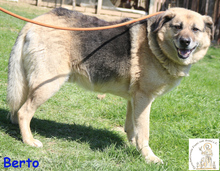 BERTO, Hund, Mischlingshund in Bosnien und Herzegowina - Bild 4