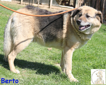 BERTO, Hund, Mischlingshund in Bosnien und Herzegowina - Bild 5