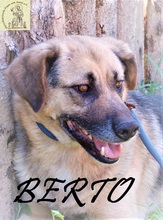 BERTO, Hund, Mischlingshund in Bosnien und Herzegowina - Bild 6