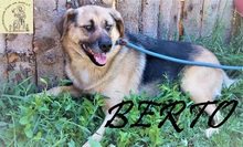 BERTO, Hund, Mischlingshund in Bosnien und Herzegowina - Bild 7